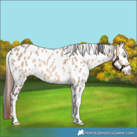 Horse Color:Sable Champagne Dun Near Leopard 