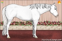 Horse Color:White Spotted Silver Amber Champagne Dun Splash Appaloosa 