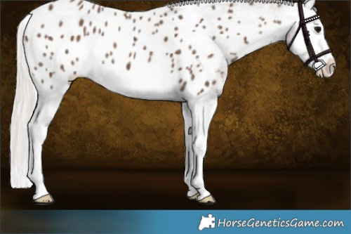 Horse Color:Silver Black Splash Appaloosa