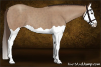 Horse Color:Classic Champagne Splash 