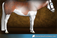 Horse Color:Gray Bay Splash 