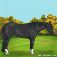 Horse Color:Black 