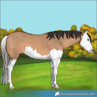 Horse Color:Bay Dun Splash 