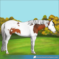 Horse Color:Brown Splash Tobiano Appaloosa 