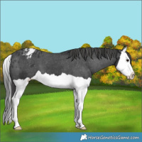 Horse Color:Black Splash Appaloosa 