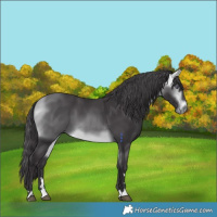 Horse Color:Buckskin Chinchilla