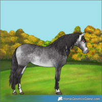 Horse Color:Buckskin Chinchilla 