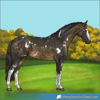 Horse Color:White Spotted Buckskin