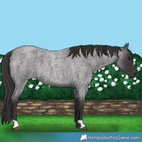 Horse Color:Smoky Blue Roan 