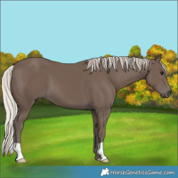 Horse Color:Silver Black 