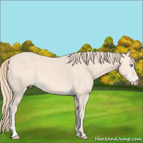 Horse Color:Perlino 