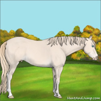 Horse Color:Perlino 