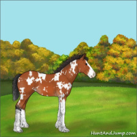 Horse Color:White Spotted Bay Splash 