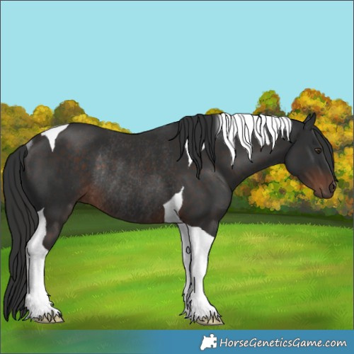 Horse Color:Liver Chestnut Tobiano Rabicano 