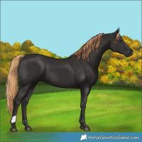 Horse Color:Liver Chestnut 