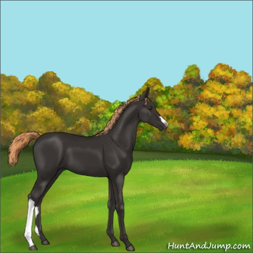Horse Color:Liver Chestnut 