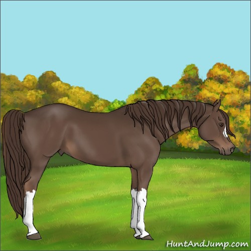 Horse Color:Liver Chestnut 