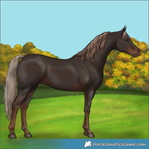 Horse Color:Liver Chestnut 