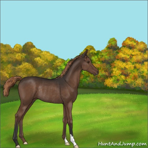 Horse Color:Liver Chestnut Rabicano 