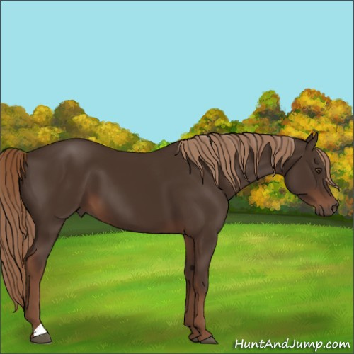 Horse Color:Liver Chestnut 