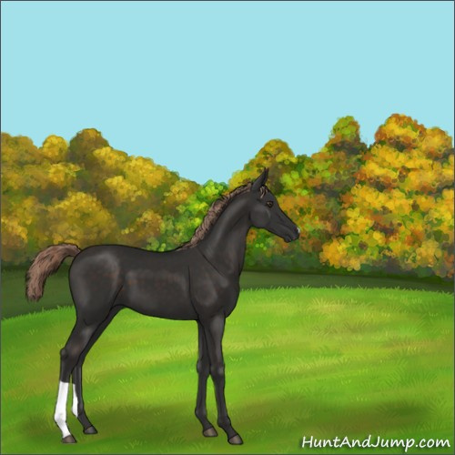 Horse Color:Liver Chestnut 