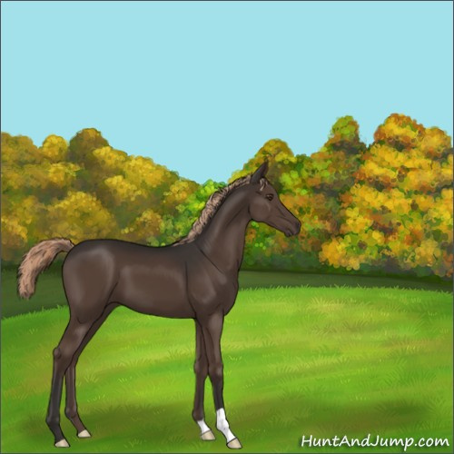 Horse Color:Liver Chestnut 