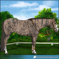 Horse Color:Black  and Classic Champagne 