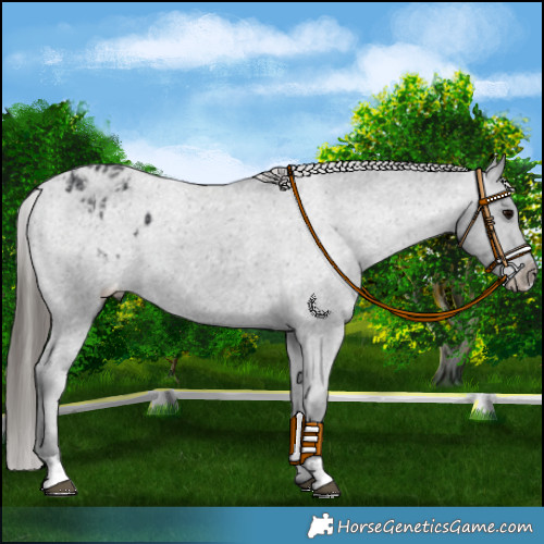 Horse Color:Black Appaloosa and Black Appaloosa