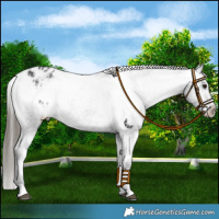 Horse Color:Black Appaloosa  and Black Appaloosa 