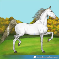 Horse Color:White Spotted Buckskin Onyx Mushroom Appaloosa 