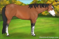 Horse Color:Bay Sabino 