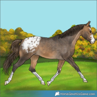 Horse Color:Buckskin Appaloosa