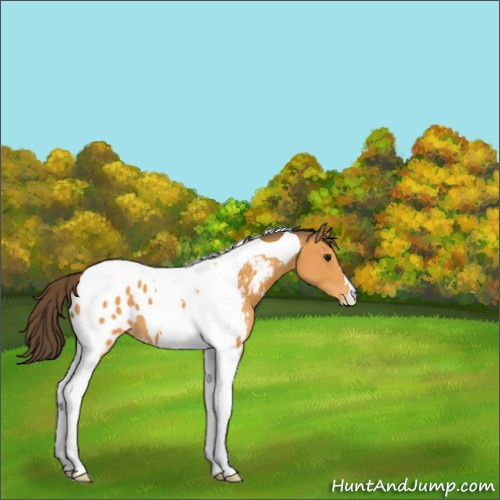 Horse Color:Buckskin Tobiano Appaloosa 