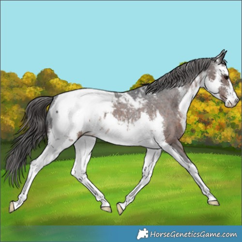 Horse Color:White Spotted Brown Appaloosa 