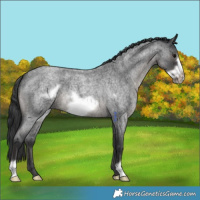 Horse Color:Blue Roan Frame 