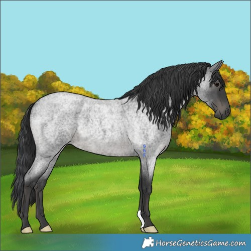 Horse Color:Blue Roan 