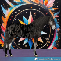 Horse Color:Void Blue Onyx Roan Near Leopard Rabicano 