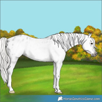 Horse Color:Gray Silver Brown Sabino Splash Frame Appaloosa Rabicano 
