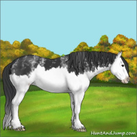 Horse Color:White Spotted Black Splash