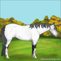 Horse Color:Brown Chinchilla Appaloosa 