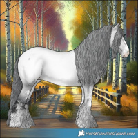 Horse Color:Bay Chinchilla Sabino Appaloosa 