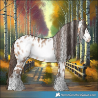 Horse Color:Amber Champagne Frame Appaloosa 