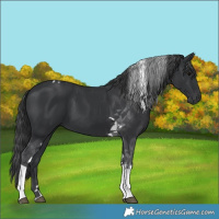 Horse Color:Black Tobiano