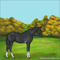 Horse Color:Black Tobiano 