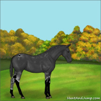 Horse Color:Black Tobiano 