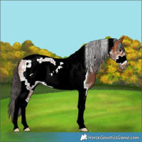 Horse Color:Bay Tobiano Frame 