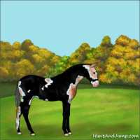 Horse Color:Bay Tobiano Frame 