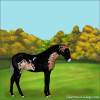 Horse Color:Bay Splash Tobiano