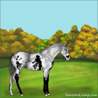 Horse Color:White Spotted Black