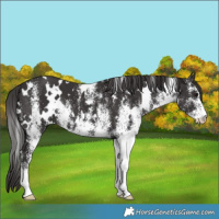 Horse Color:White Spotted Smoky Black
